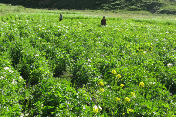 马铃薯基地作物长势良好 .jpg