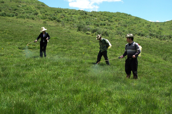 灭鼠虫图片 008.jpg