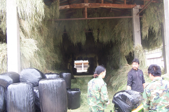 牧草加工.JPG